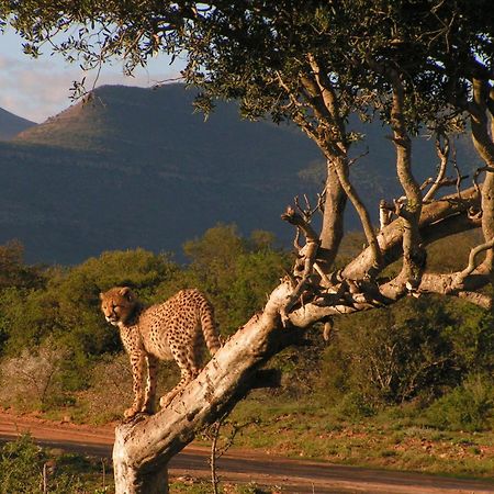 Vila Samara Karoo Reserve Graaff-Reinet Exteriér fotografie