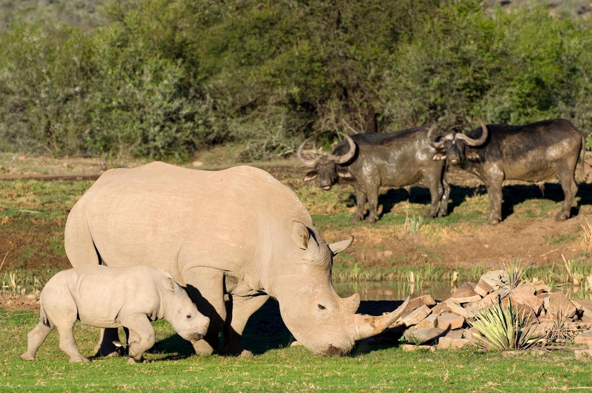 Vila Samara Karoo Reserve Graaff-Reinet Exteriér fotografie